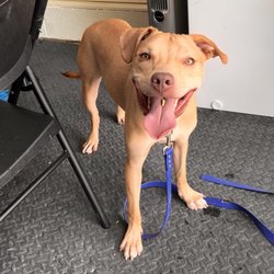 The Happy Gentle Dog Place - After just a few weeks with Happy Gentle Dogs, look how happy he is! He is no longer anxious, and he's such a happy pup now.
