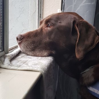 Banfield Pet Hospital - Just looking at the rain.. - Veterinarians Near Me - Vacaville, California