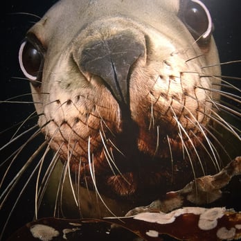 Seattle Aquarium - Aquariums Near Me - Seattle, Washington Seattle Aquarium - Aquariums Near Me - Seattle, Washington