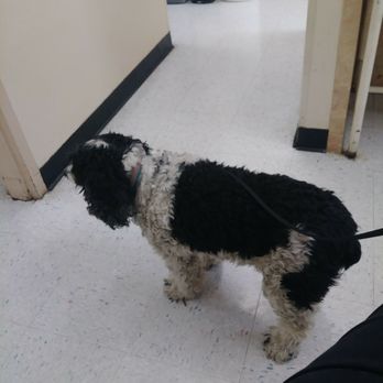 Broadway Veterinary Clinic - Veterinarians Near Me - Knoxville, Tennessee Broadway Veterinary Clinic - Veterinarians Near Me - Knoxville, Tennessee