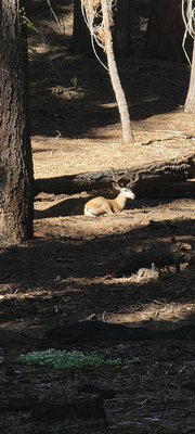 Tharp's Log by null