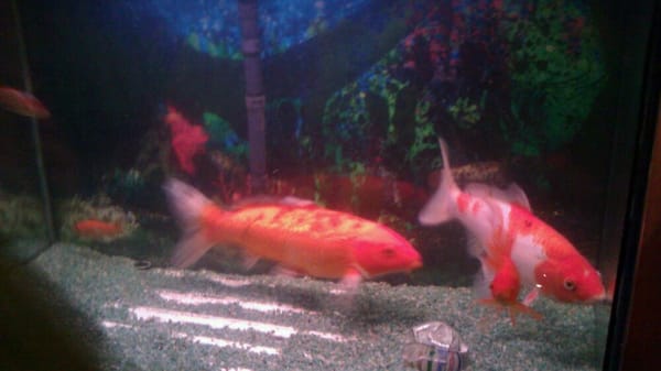 Egg Roll House by null