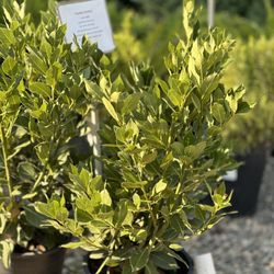 Gazebo Gardens - Plants 9-15-23