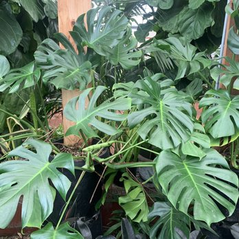 Cordova Gardens - Nurseries & Gardening Near Me - Encinitas, California