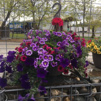 Aster Garden Design Center - Nurseries & Gardening Near Me - Sandpoint, Idaho Aster Garden Design Center - Nurseries & Gardening Near Me - Sandpoint, Idaho