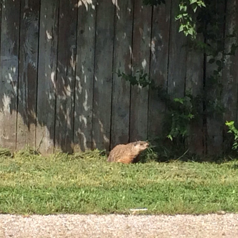 Ground Hog along the trail.
