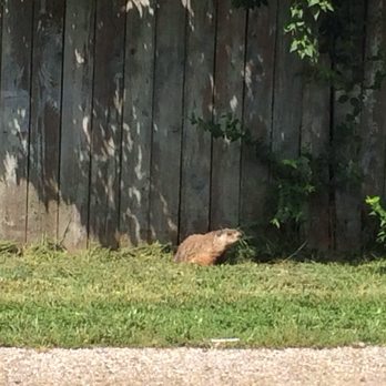 Pleasant Run Trail - Ground Hog along the trail. - Parks Near Me - Indianapolis, Indiana