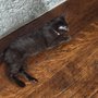 DeKalb Humane Society