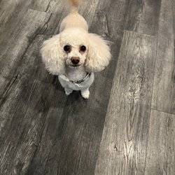 Healthy Pet Haven - Betty White mini poodle