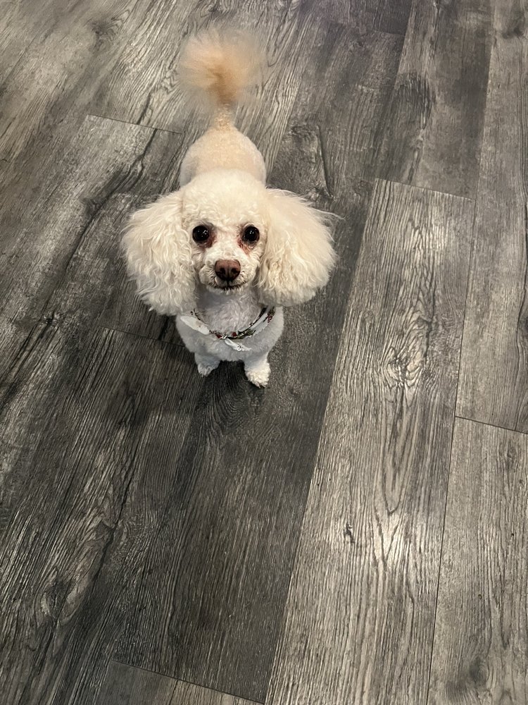 Healthy Pet Haven Image