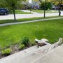 Photo of Blue Grass Fertilizing