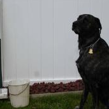 Poochie Poo Disposal - Pet Services Near Me - Madison Heights, Michigan Poochie Poo Disposal - Pet Services Near Me - Madison Heights, Michigan