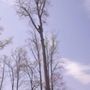 Photo of True Man's Tree Service
