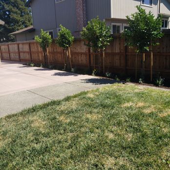 Green Vine Landscaping - New patio/ Trees and plants - Landscaping Near Me - Santa Rosa, California