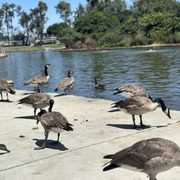 POLLIWOG PARK - 490 Photos & 189 Reviews - 1601 Manhattan Beach Blvd ...