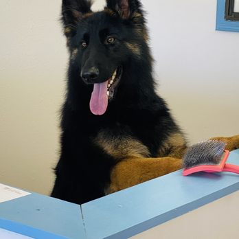Daniel’s Pet Makeover  - Pet Groomers Near Me - Albuquerque, New Mexico