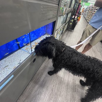 Pet Supplies Plus Richmond - Ridge Shopping Center - Frida loves checking out her fish friends! - Pet Groomers Near Me - Richmond, Virginia Pet Supplies Plus Richmond - Ridge Shopping Center - Frida loves checking out her fish friends! - Pet Groomers Near Me - Richmond, Virginia