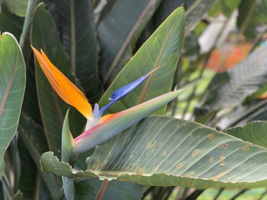 Jardim Botânico de Curitiba by null