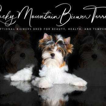 Rocky Mountain Biewer Terriers - Rocky Mountain Biewer Terriers - Colorado - Pet Breeders Near Me - Dolores, Colorado