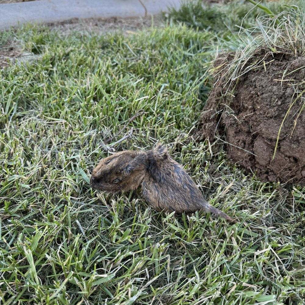 Caught gopher