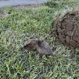 Caught gopher Caught gopher