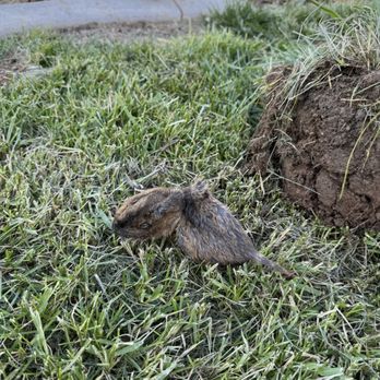 Go-Pher The Kill Pest Control - Caught gopher - Pest Control Near Me - Riverside, California Go-Pher The Kill Pest Control - Caught gopher - Pest Control Near Me - Riverside, California