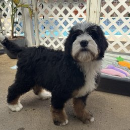 Our Bernie doodle :) Our Bernie doodle :)