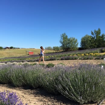 Blue Mountain Lavender Farm - Farms Near Me - Lowden, Washington