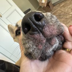 Midtown Veterinary Clinic - Rash on her snout