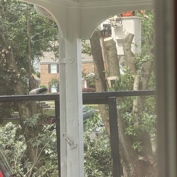 A & C Tree Service - Great work by Chris's team. - Tree Services Near Me - North Brunswick, New Jersey A & C Tree Service - Great work by Chris's team. - Tree Services Near Me - North Brunswick, New Jersey