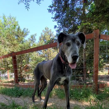 Pawsitive Connections - Animal Shelters Near Me - Kingsburg, California Pawsitive Connections - Animal Shelters Near Me - Kingsburg, California