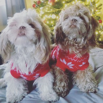 TLC with P.U.P.S. Rescue - Animal Shelters Near Me