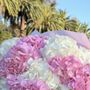 Doss Flowers
