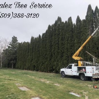 Gonzalez Tree Service - Tree Services Near Me