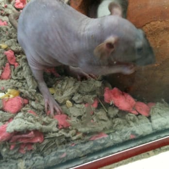 Pet Kingdom - Hairless Dumbo Rat - Pet Stores Near Me - Las Vegas, Nevada