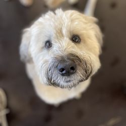 Playtime Pup Ranch - Buffy the Wheaton