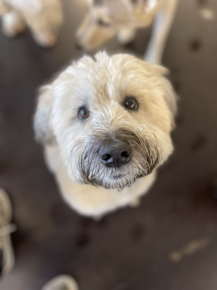 Playtime Pup Ranch - pet boarding facility in Des Plaines, IL