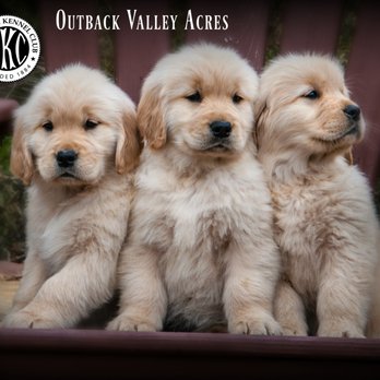 Outback Valley Acres - Pet Breeders Near Me