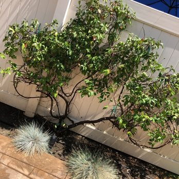 I'J Gardening - Tying tree to wall/Amarrando planta ala pared - Gardeners Near Me I'J Gardening - Tying tree to wall/Amarrando planta ala pared - Gardeners Near Me