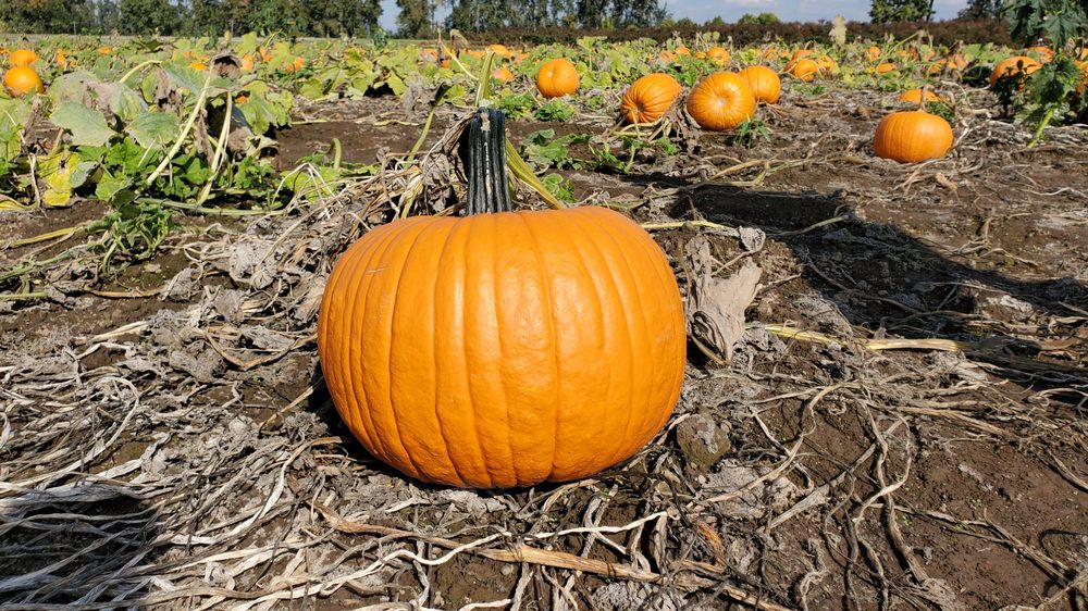 THE MAIZE AT THE PUMPKIN PATCH with 44 Reviews & 84 Photos 16511 NW