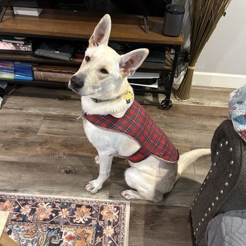 Train Like Pablo - Pet Training Near Me Train Like Pablo - Pet Training Near Me