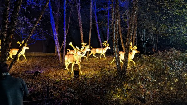 Bronx Zoo by null Bronx Zoo by null