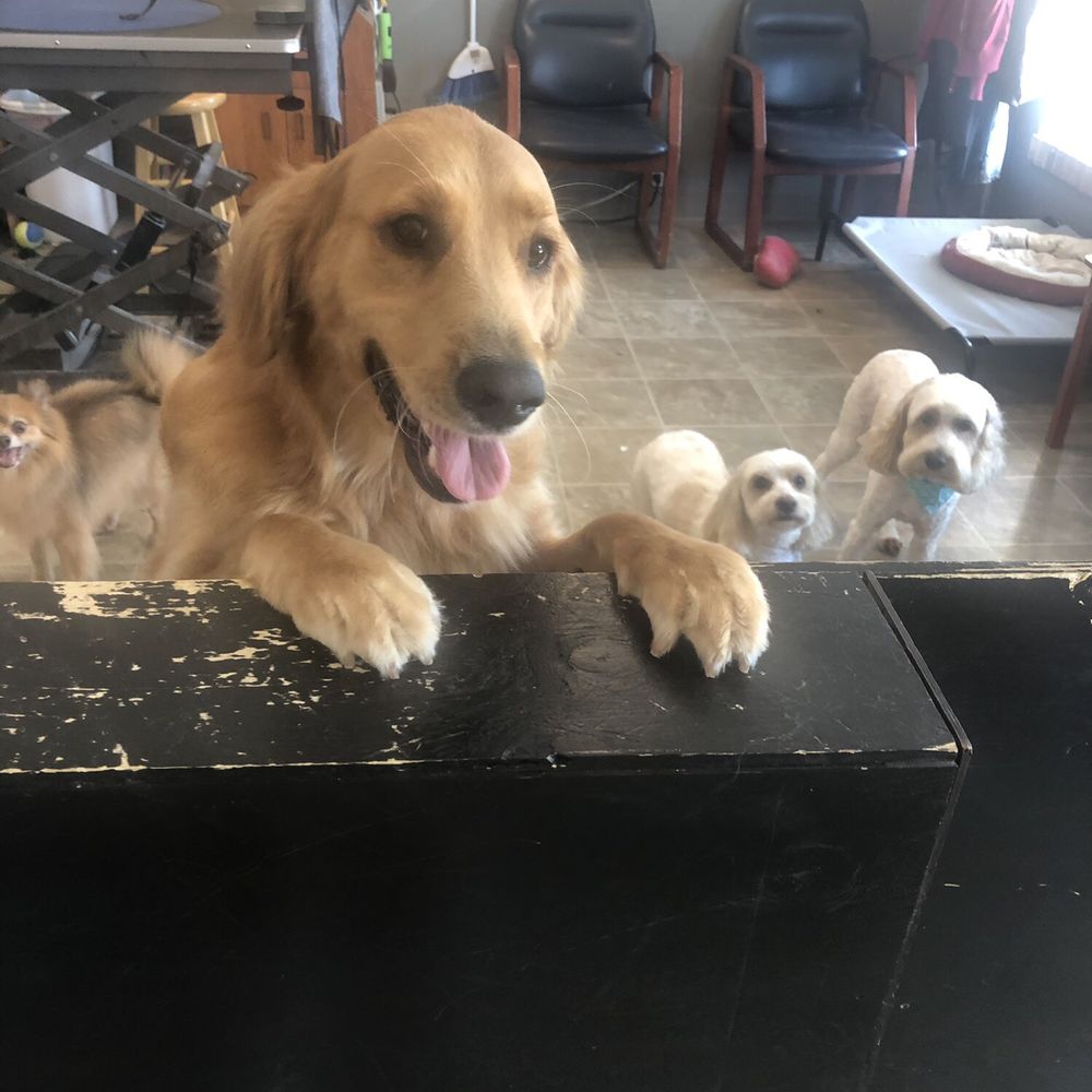 The Dapper Dog - Pet Groomers Near Me - Lincoln, Nebraska