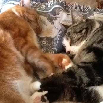 Van Isle Veterinary Hospital - Veterinarians Near Me - Courtenay, British Columbia