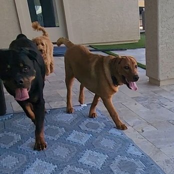 Puppy K All Day - Pet Training Near Me