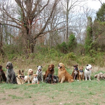 Performance Dogs - Performance Dogs does not discriminate against any breed. All dogs accepted, all dogs have fun. - Pet Training Near Me - Manassas, Virginia