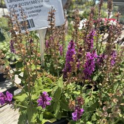 Devil Mountain Wholesale Nursery - San Ramon