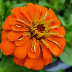 Fred Meyer - Zinnia