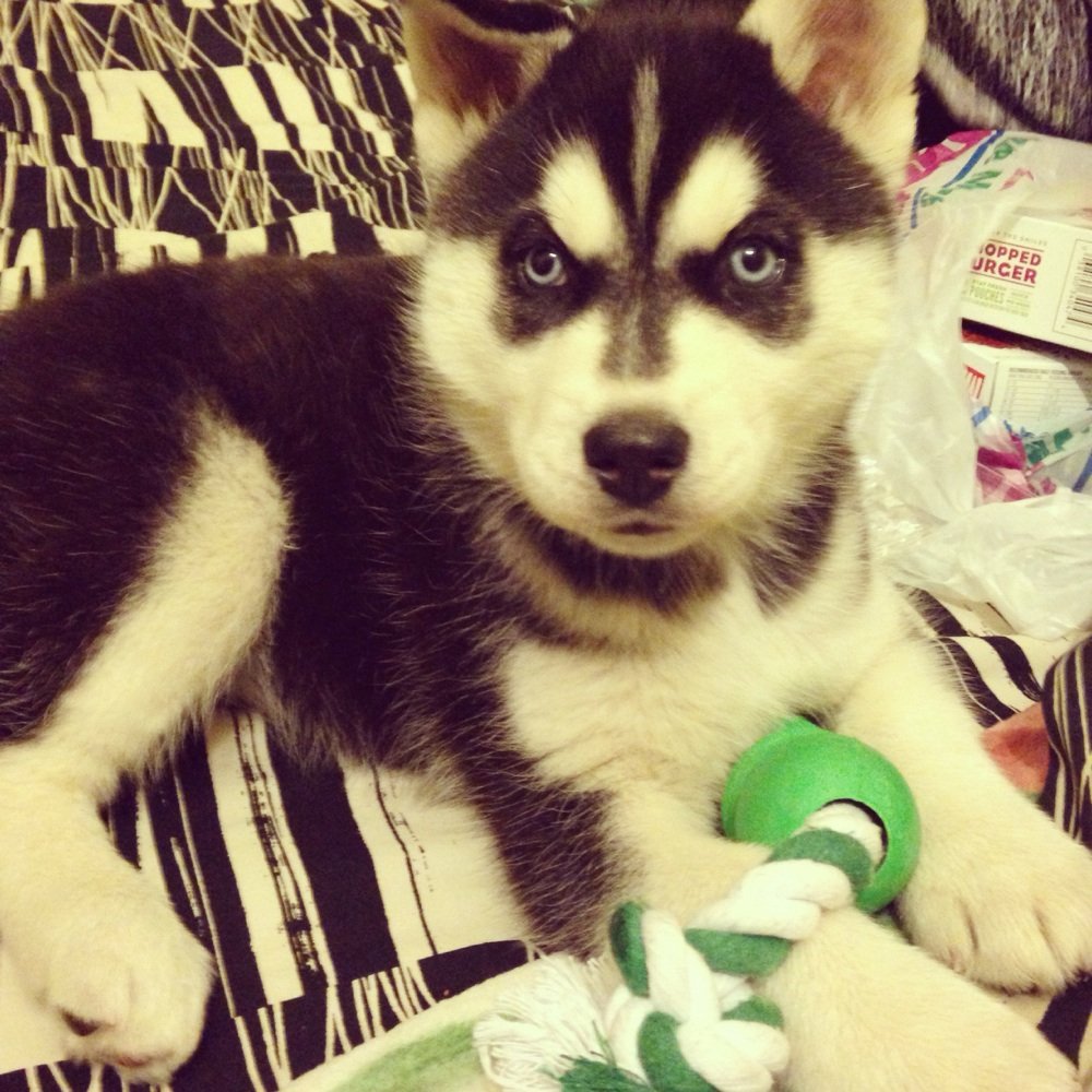 Long Teresa DVM - Baby got her first shots - Veterinarians Near Me - Sylmar, California