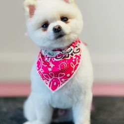 Chateau Du Paw - Like a Teddy Bear